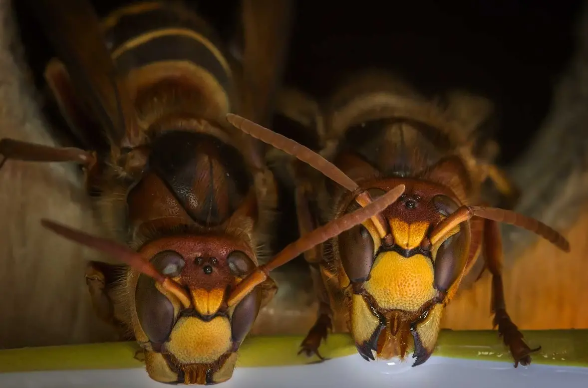 yaban-arisi-hornet.webp